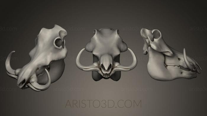 Anatomy of skeletons and skulls (ANTM_0060) 3D model for CNC machine